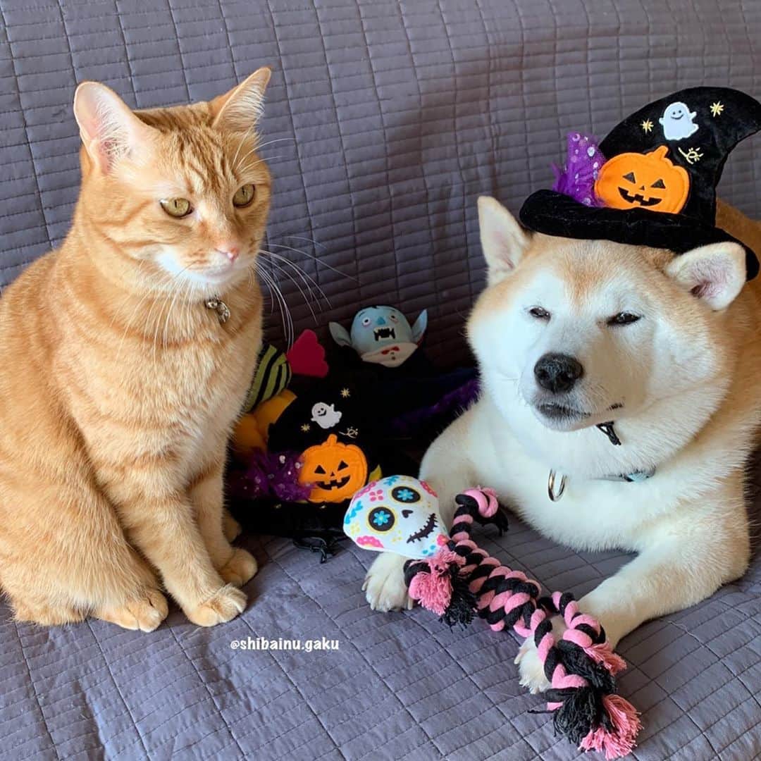 Kazumi-Gakumamaさんのインスタグラム写真 - (Kazumi-GakumamaInstagram)「Happy Halloween🎃 *  今年の10月31日に現れるのは、ブルームーンでマイクロムーン(2020年最小の満月)という、記念すべき満月だそうです🌕 *  次のブルームーンは、2023年8月31日なので、今年はお月見でハロウィンを楽しんじゃおう➰😈🧙‍♀️🍫 🐾----*----*----*----🐾 Happy Halloween🎃 Gaku and Torajiro says Trick or treat👻🍭🍫 🐾----*----*----*----🐾 #柴犬 #岳 #柴犬岳 #柴犬ガク#gaku #shibainugaku #shiba #shibainu #shibastagram #dogsofinstagram #いぬすたぐらむ #寅次朗 #茶トラ #まるどら #gingercat  #岳と寅次朗 #catoftheday #ねこすたぐらむ  #pecoいぬ部 #pecoねこ部 #pecotv #ワンフルエンサー #ニャンフルエンサー  #pecobox #ハロウィン #halloween #trickortreat #happyhalloween #ブルームーン #20201030」10月30日 8時56分 - shibainu.gaku