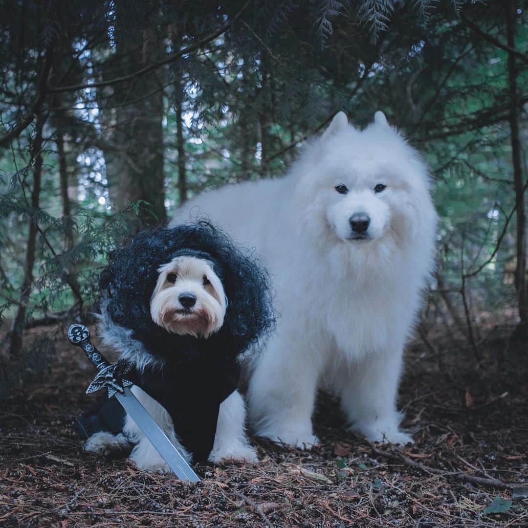 Loki the Corgiさんのインスタグラム写真 - (Loki the CorgiInstagram)「Jon S’Mo and his fluffy direwolf ⚔️🐺」10月30日 9時15分 - lokistagram