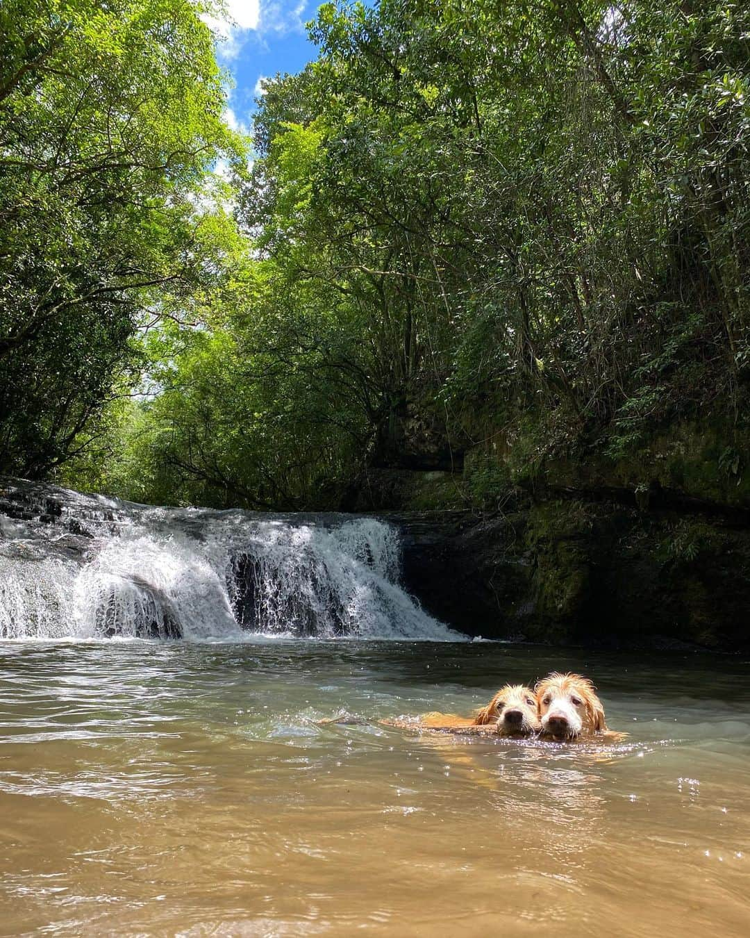 Bobさんのインスタグラム写真 - (BobInstagram)「E rolou um super passeio, mega divertido, no @ecoparque_sperry em Canela com direito a cachoeira, trilha, mergulhos é muita lama 🐷🐷, a salvação foi o @miaupetshopgramado que deu aquele trato no visual! Petshop lindo e super completo em Gramado. Finalizamos o dia com um jantar Petfriendly em Canela, @emporiocanela do amigo Happy, um doguinho adotado pelos proprietários do restaurante que faz um trabalho social bem legal na região, tem até um livro da história dele que as vendas são revertidos pra ONG da cidade👏   . #ExpediçõesOlaPet #HyundaiPets . Destino: Canela e Gramado  Parque: @ecoparque_sperry  Petshop: @miaupetshopgramado  Restaurante: @emporiocanela  . #gramado #canela #riograndedosul #destinos #roteiro #roteirodeviagem #viagem #viagemcompets #turismo #hotelaria #gastronomia #petshop #dogs #dogsofinstagram #pets #petsofinstagram #goldenretrievers #instagram #instagramers #olapetfriendly」10月30日 9時26分 - bob_marley_goldenretriever