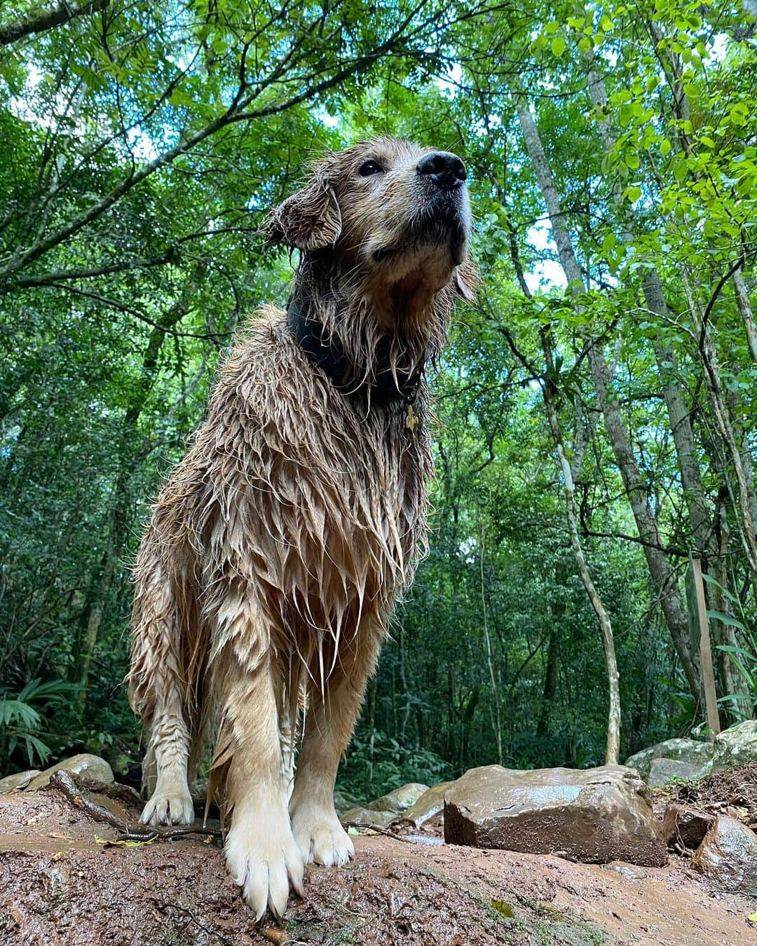 Bobさんのインスタグラム写真 - (BobInstagram)「E rolou um super passeio, mega divertido, no @ecoparque_sperry em Canela com direito a cachoeira, trilha, mergulhos é muita lama 🐷🐷, a salvação foi o @miaupetshopgramado que deu aquele trato no visual! Petshop lindo e super completo em Gramado. Finalizamos o dia com um jantar Petfriendly em Canela, @emporiocanela do amigo Happy, um doguinho adotado pelos proprietários do restaurante que faz um trabalho social bem legal na região, tem até um livro da história dele que as vendas são revertidos pra ONG da cidade👏   . #ExpediçõesOlaPet #HyundaiPets . Destino: Canela e Gramado  Parque: @ecoparque_sperry  Petshop: @miaupetshopgramado  Restaurante: @emporiocanela  . #gramado #canela #riograndedosul #destinos #roteiro #roteirodeviagem #viagem #viagemcompets #turismo #hotelaria #gastronomia #petshop #dogs #dogsofinstagram #pets #petsofinstagram #goldenretrievers #instagram #instagramers #olapetfriendly」10月30日 9時26分 - bob_marley_goldenretriever