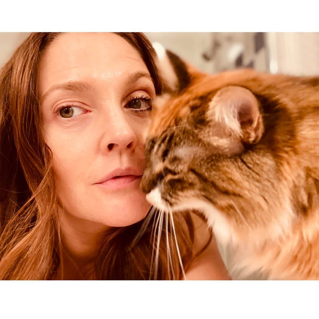 ドリュー・バリモアさんのインスタグラム写真 - (ドリュー・バリモアInstagram)「#nationalcatday #peach」10月30日 9時40分 - drewbarrymore