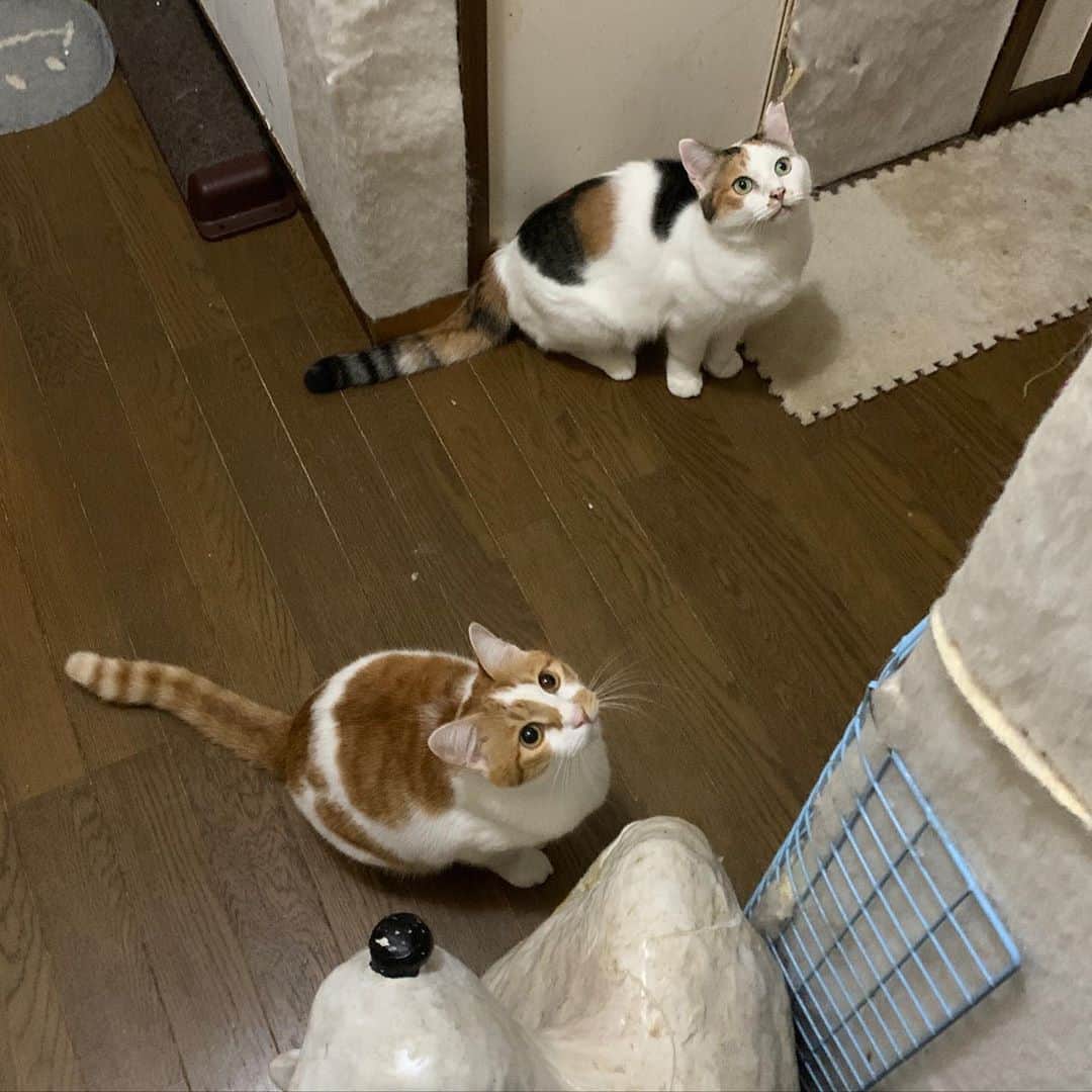 Kachimo Yoshimatsuさんのインスタグラム写真 - (Kachimo YoshimatsuInstagram)「もう目が離せない。 #uchinonekora #ounari #mikeko #neko #cat #catstagram #kachimo #猫 #ねこ #うちの猫ら http://kachimo.exblog.jp」10月30日 9時54分 - kachimo