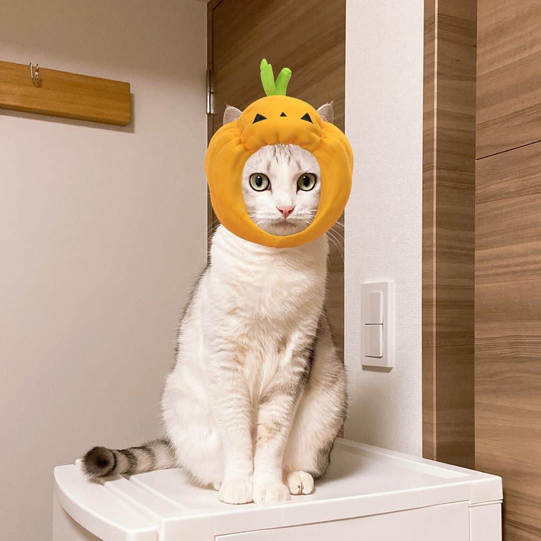 つるちゃんのインスタグラム：「ハロウィン🎃 だからといって特に何もしないけど、アプリでつるちゃん変装してみました😂 飼い主は3番目のが結構すき💕 #おうちでハロウィン  #halloween   #猫 #ねこ #にゃんこ #美猫 #ねこ部 #ふわもこ部 #ねこすたぐらむ #ペコねこ部 #猫好きさんと繋がりたい #にゃんすたぐらむ #cat #neko #instacat #catstagram #instagramcats  #catsconnect #meowbox #picneko #bestmeow #catsofinstagram #meowed #rakutenpet」