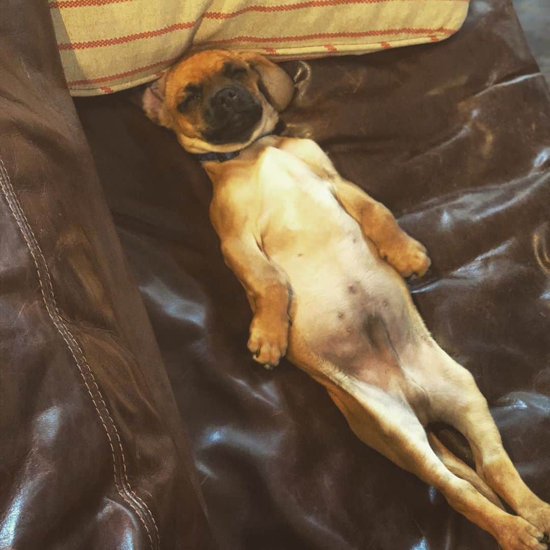 スコット・フォーリーのインスタグラム：「@duke_pumpkin couldn’t care less about our tv time. Lost him during the opening credits or #TheVow.」