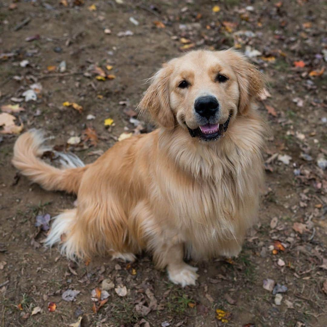 The Dogistさんのインスタグラム写真 - (The DogistInstagram)「Eagle, Golden Retriever, Haverford Reserve Dog Park, Haverford, PA • “He was named after the golf term, but he was born the year they (the Eagles) won, so it all works out.” @thephiladelphia_eagle」10月30日 10時25分 - thedogist