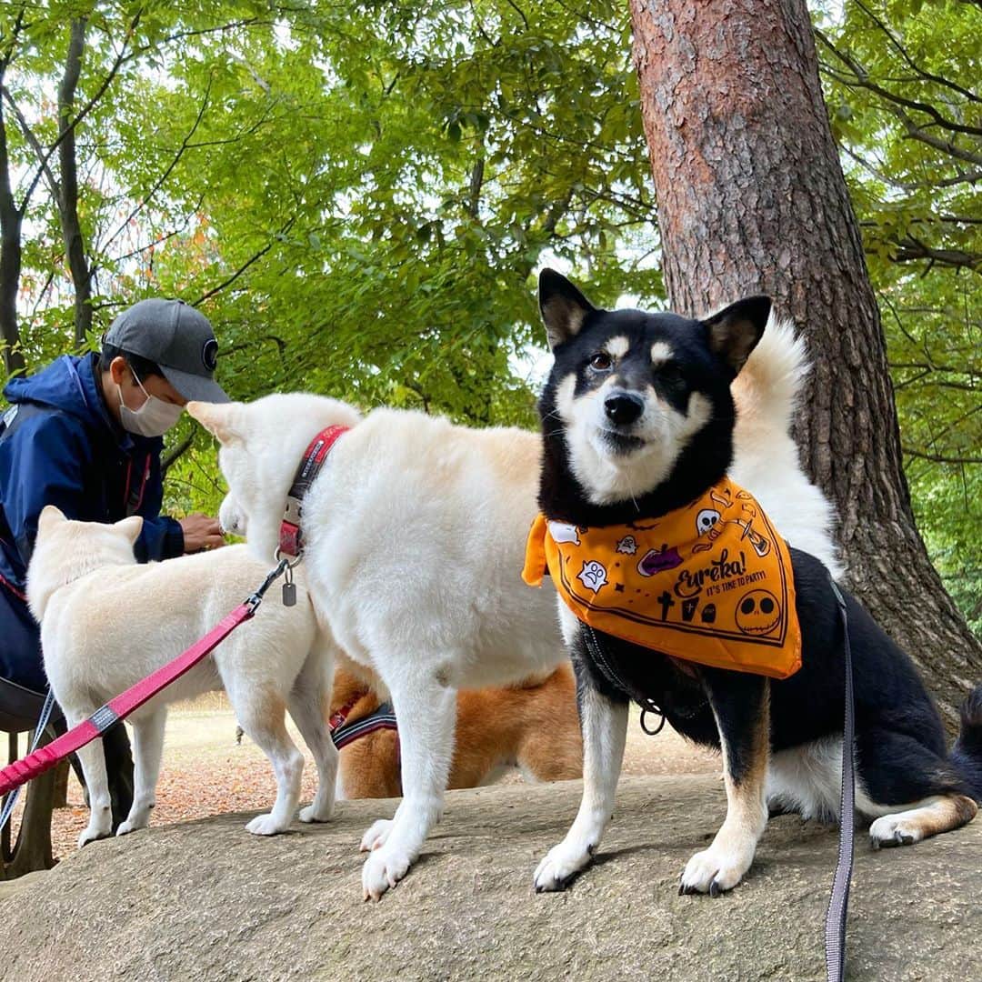 vo_coのインスタグラム：「🐾 およそ1年の均衡を破って、遂にこたつが森でおやつを食べました〜！ しかもジロちゃんパパ、あおちゃんママ、あずきちゃんママと立て続けに3人成功✨ すっかり外でおやつ食べなくなってたので、なんかちょっと嬉しかった😂 ＊ #shibastagram #instashiba #shiba #shibainu #黒柴 #柴犬」