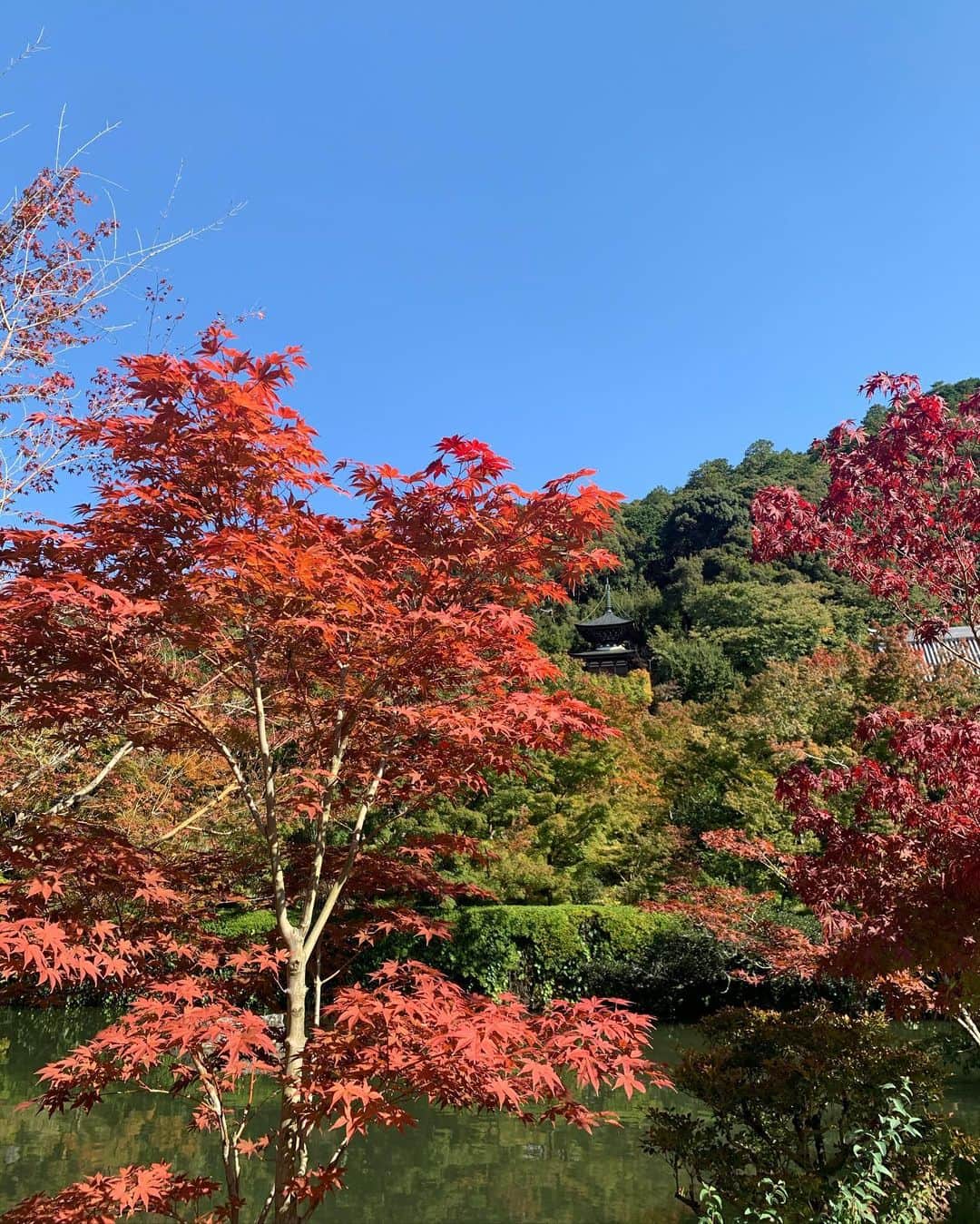 my9mj8のインスタグラム：「﻿ 　﻿ まだ紅葉には早かったけど﻿ 癒されました〜🍁﻿ ﻿ もっともっとまわりたかった🥺﻿ 時間と体力が足りなかったです、、笑﻿ ﻿ ﻿ #京都旅#永観堂」