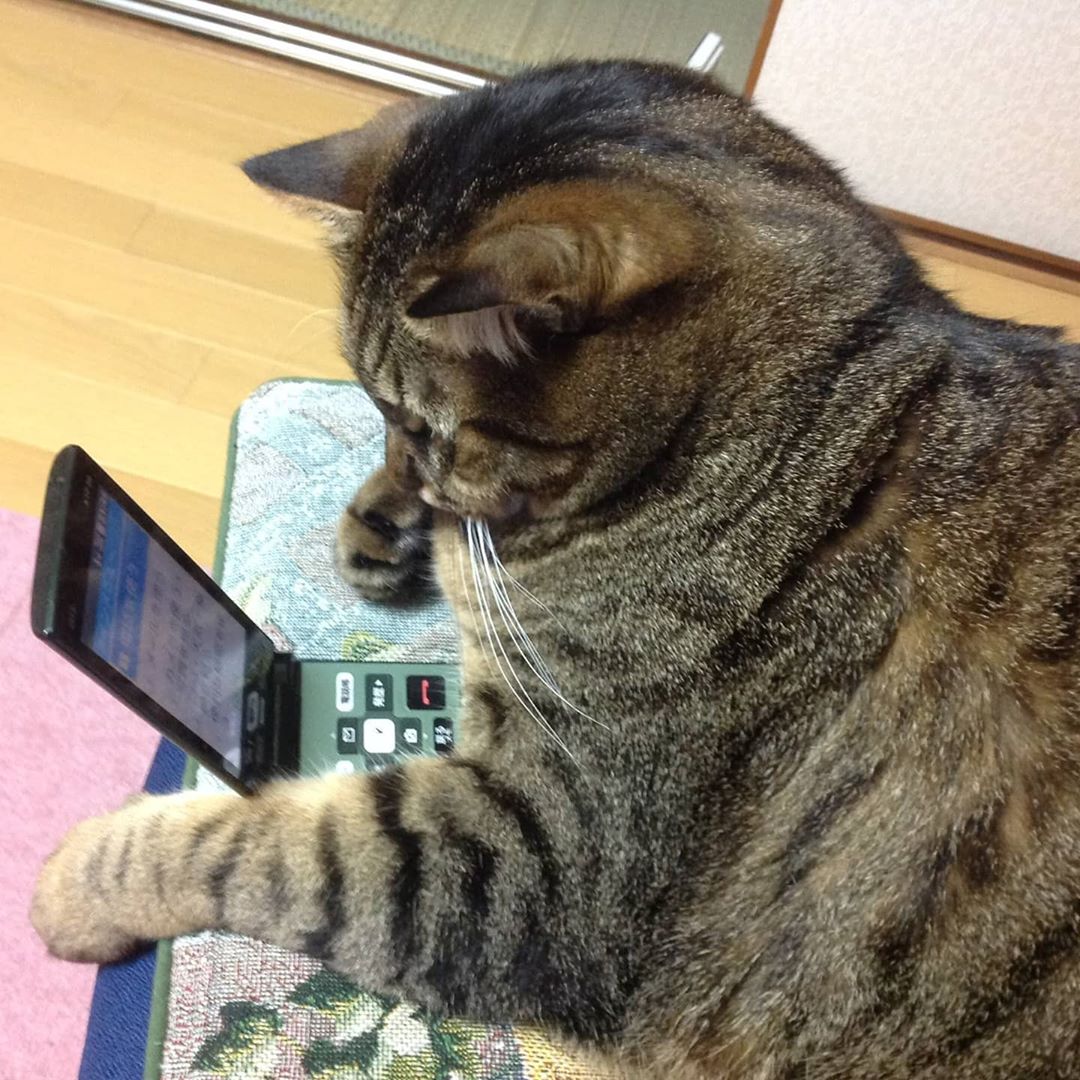 Naokoのインスタグラム：「. ぼく、まだがらけ〜📱なんだけど😹🍓. . めーる、じょうずにできるんだよ😸🍓. . . #イチゴくん #いちご通信 #いっちゃん #ねこ #ネコ#猫#ネコ部#ペコねこ部#ふわもこ部#みんねこ #保護猫 #instacat#instapet#ilovemycat」