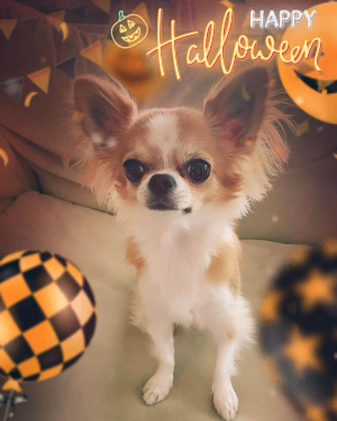 朝岡実嶺さんのインスタグラム写真 - (朝岡実嶺Instagram)「Happy Halloween  🎃👻🕷🎃👻🕷🎃👻🕷」10月30日 20時31分 - mirei_asaoka
