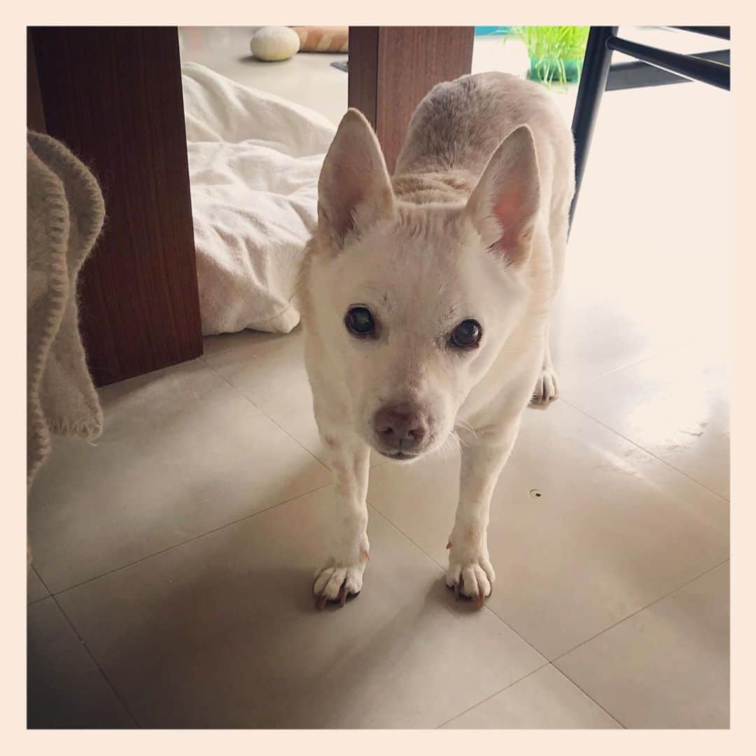 パンといっぴきのインスタグラム：「#元保護犬 #雑種犬 #crossbreed #mixdog #キップル14歳」