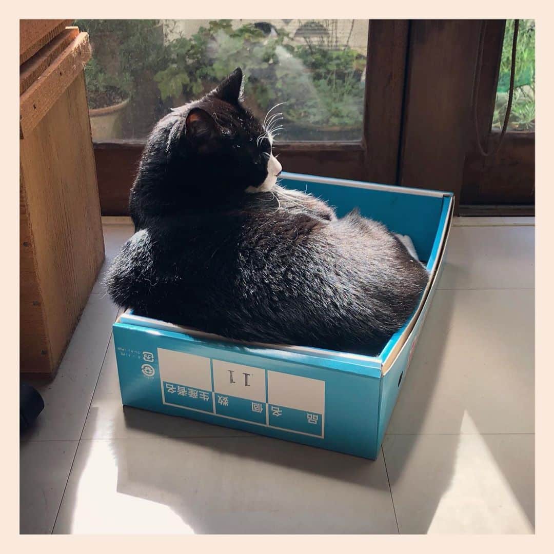パンといっぴきのインスタグラム：「✨✨  #元保護猫 #白黒猫 #ハチワレ #blackandwhitecat #tuxedocat #catinabox #箱猫」