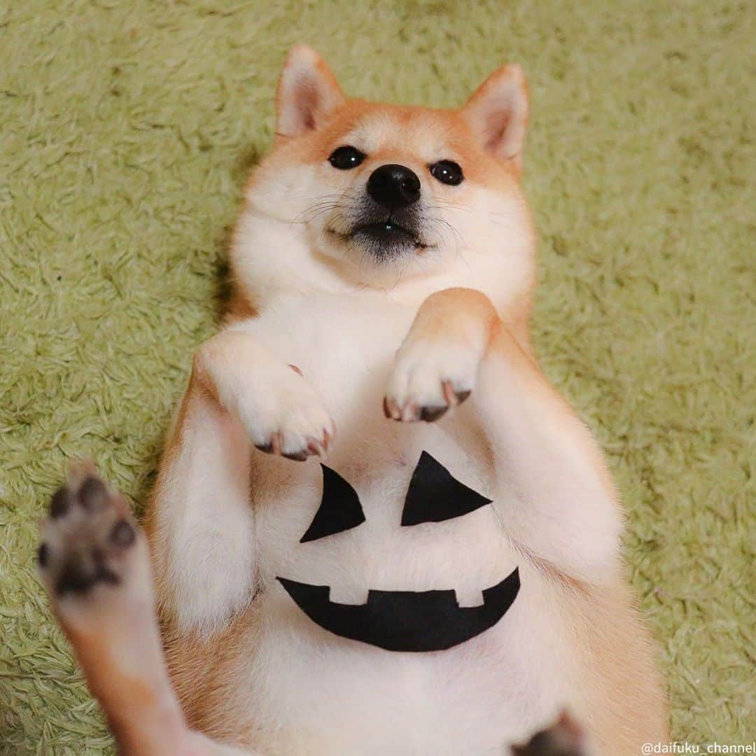 だいふくさんのインスタグラム写真 - (だいふくInstagram)「ハッピー腹ウィン🎃なんつってー Happy Halloween 🐶🎃 👻　 #halloween #ハロウィン」10月30日 21時04分 - daifuku_channel