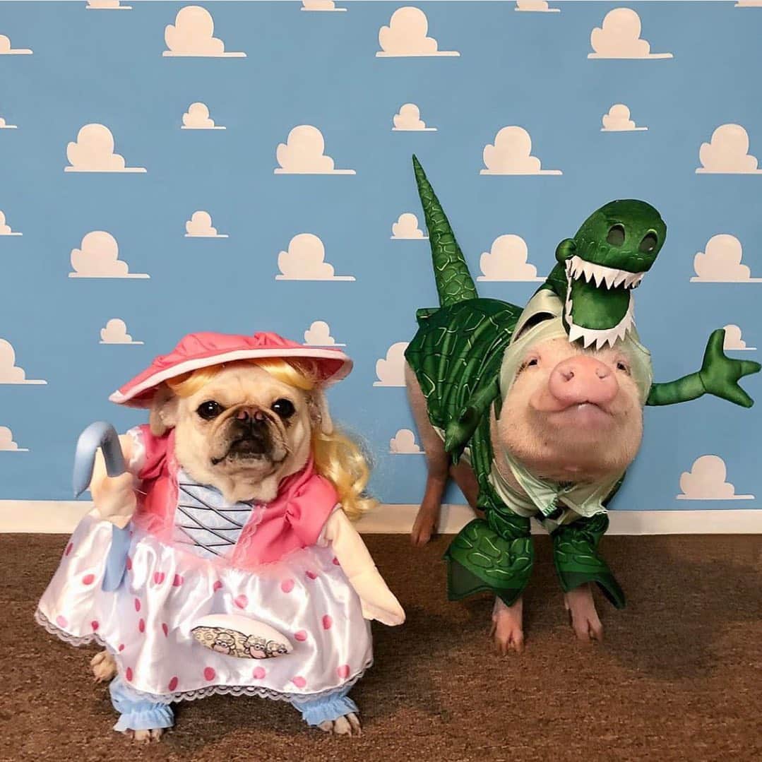 Priscilla and Poppletonさんのインスタグラム写真 - (Priscilla and PoppletonInstagram)「“You’ve got a friend in us! Happy Halloween Eve! Today we are sharing all our past Halloween costumes. We’ve been Toy Story characters, Disney prince and princesses, Wizard of Oz characters, The Flinestones, Elsa and Olaf, and Miss Piggy and Kermit! What do you think we are going to be this year? Pop wants to see if anyone guesses it!🐷🎃#PiggyPenn #Pigtailthepug #PoseyandPink #PrissyandPop」10月30日 21時00分 - prissy_pig
