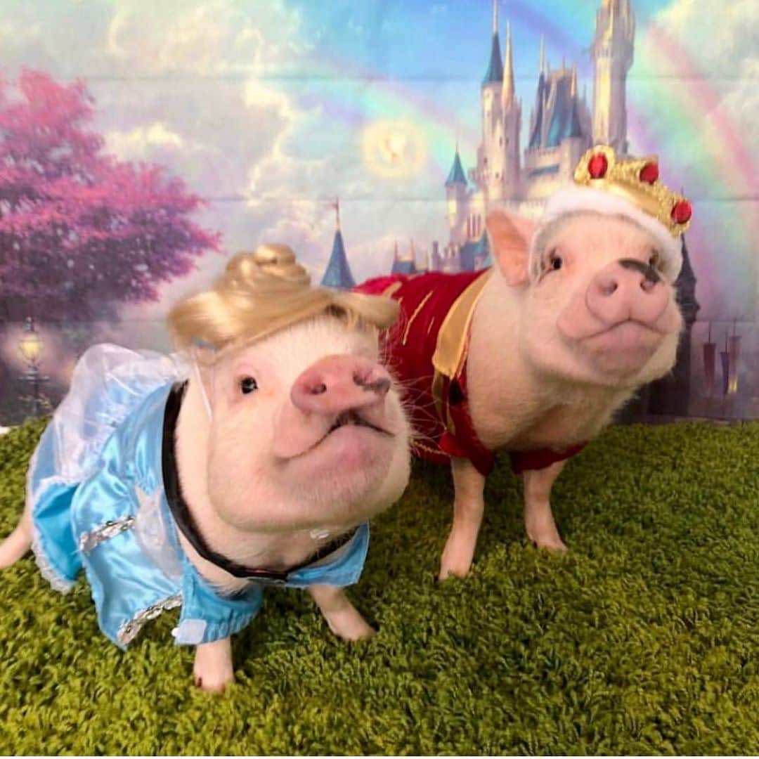 Priscilla and Poppletonさんのインスタグラム写真 - (Priscilla and PoppletonInstagram)「“You’ve got a friend in us! Happy Halloween Eve! Today we are sharing all our past Halloween costumes. We’ve been Toy Story characters, Disney prince and princesses, Wizard of Oz characters, The Flinestones, Elsa and Olaf, and Miss Piggy and Kermit! What do you think we are going to be this year? Pop wants to see if anyone guesses it!🐷🎃#PiggyPenn #Pigtailthepug #PoseyandPink #PrissyandPop」10月30日 21時00分 - prissy_pig