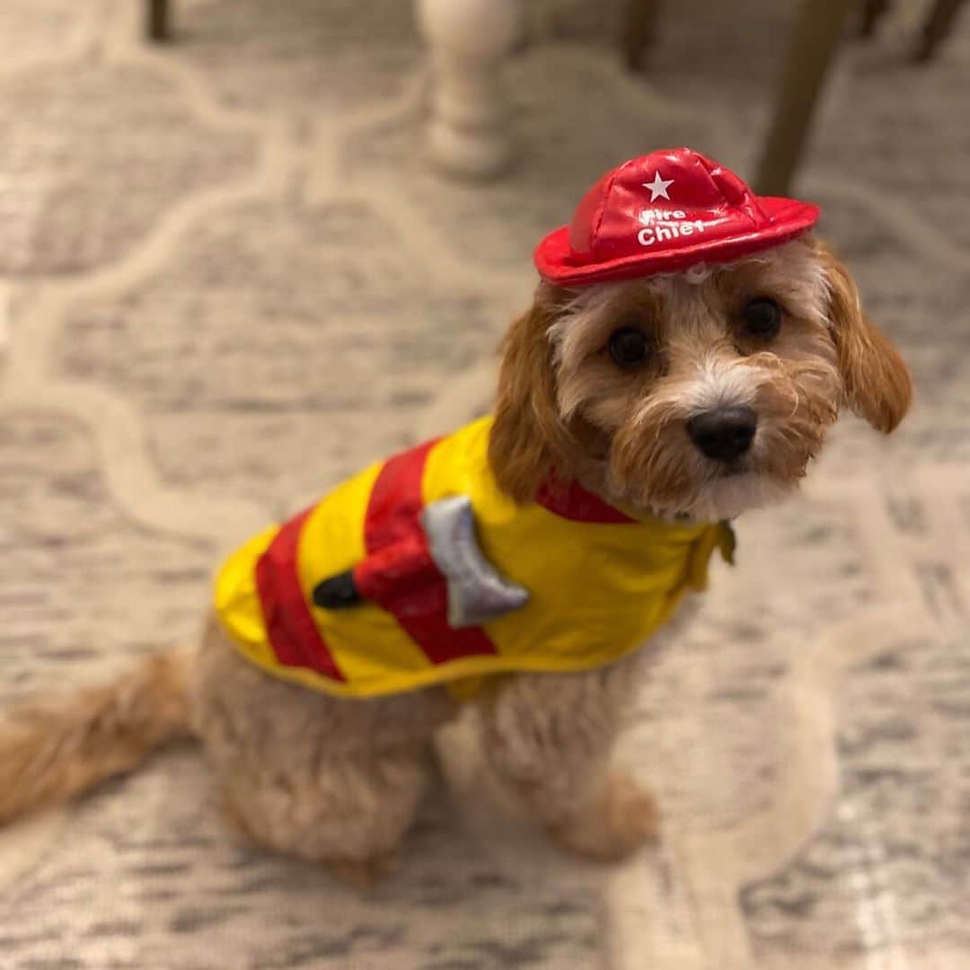 Good Morning Americaさんのインスタグラム写真 - (Good Morning AmericaInstagram)「HALLOWEEN HAS GONE TO THE DOGS! We love our puppers here at @goodmorningamerica and dressed them up to celebrate #HalloweenOnGMA! 🐶 🐕 🐩」10月30日 21時18分 - goodmorningamerica