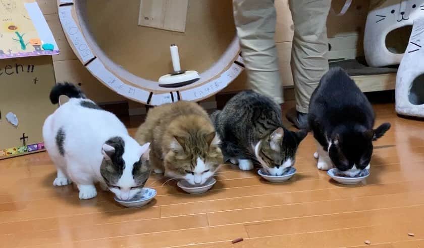 ひのき猫さんのインスタグラム写真 - (ひのき猫Instagram)「happy birthday🎉デコ豆㊗️  2歳です✌🏻  ウェットフード&ちゅーるでお祝いしました😻」10月30日 21時19分 - hinoki.cute.kitten