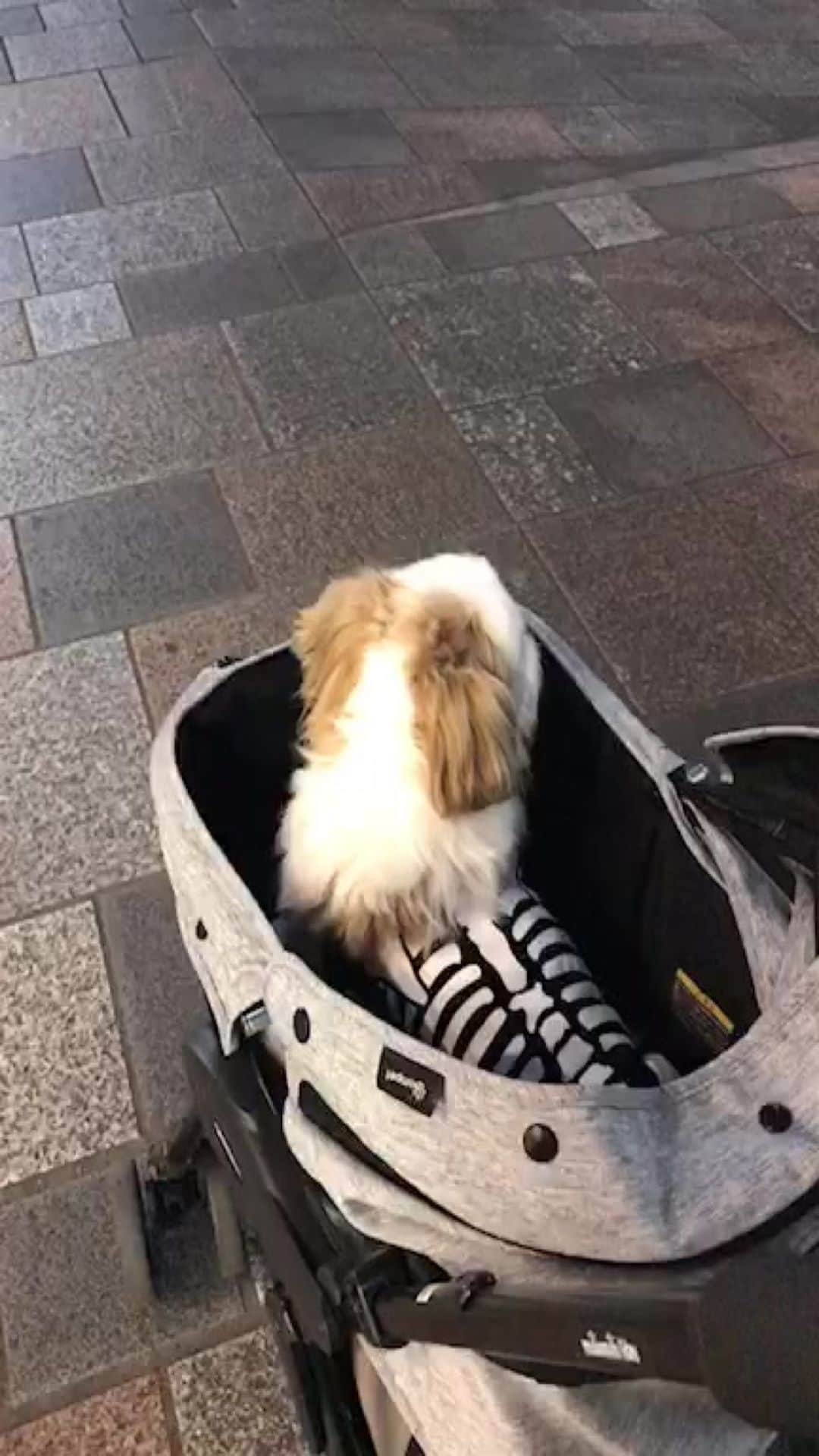水嶋はちのインスタグラム