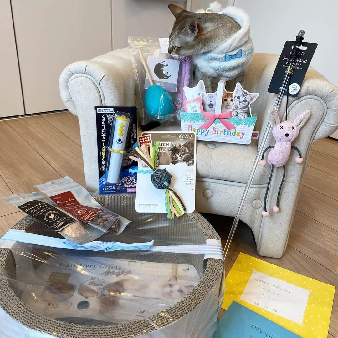 モルト♡Malt(Singapuracat)さんのインスタグラム写真 - (モルト♡Malt(Singapuracat)Instagram)「🎂HAPPY  BIRTHDAY🎂 モルト6歳になりました😼 2020.10.30」10月30日 21時28分 - apy.malt