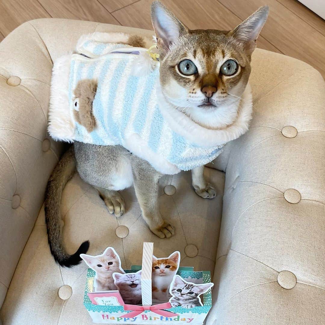 モルト♡Malt(Singapuracat)のインスタグラム：「🎂HAPPY  BIRTHDAY🎂 モルト6歳になりました😼 2020.10.30」