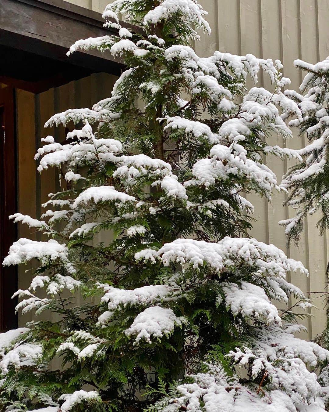 レイチェル・レイさんのインスタグラム写真 - (レイチェル・レイInstagram)「Ho-Ho-Ho-lloween!   Our first snow of the year, Bella’s first snow ever.  She’s over it and back in bed. 🙌 Good choice!  Tangle of hooves. (Can’t call those paws 🐾😂) She’s so big over 60 pounds but just 7 months old... 💛」10月30日 21時37分 - rachaelray