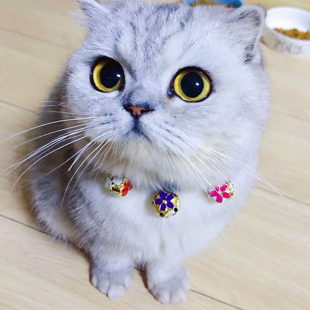 ルフさんのインスタグラム写真 - (ルフInstagram)「#fold:”Look at my face u probably think i am a fatty cat, actually when u see i compared with my brothers u should know I am not fat at all😑😑...” - - #cats #cute #angels #adorable #lovely #funny」10月30日 12時56分 - lanlan731