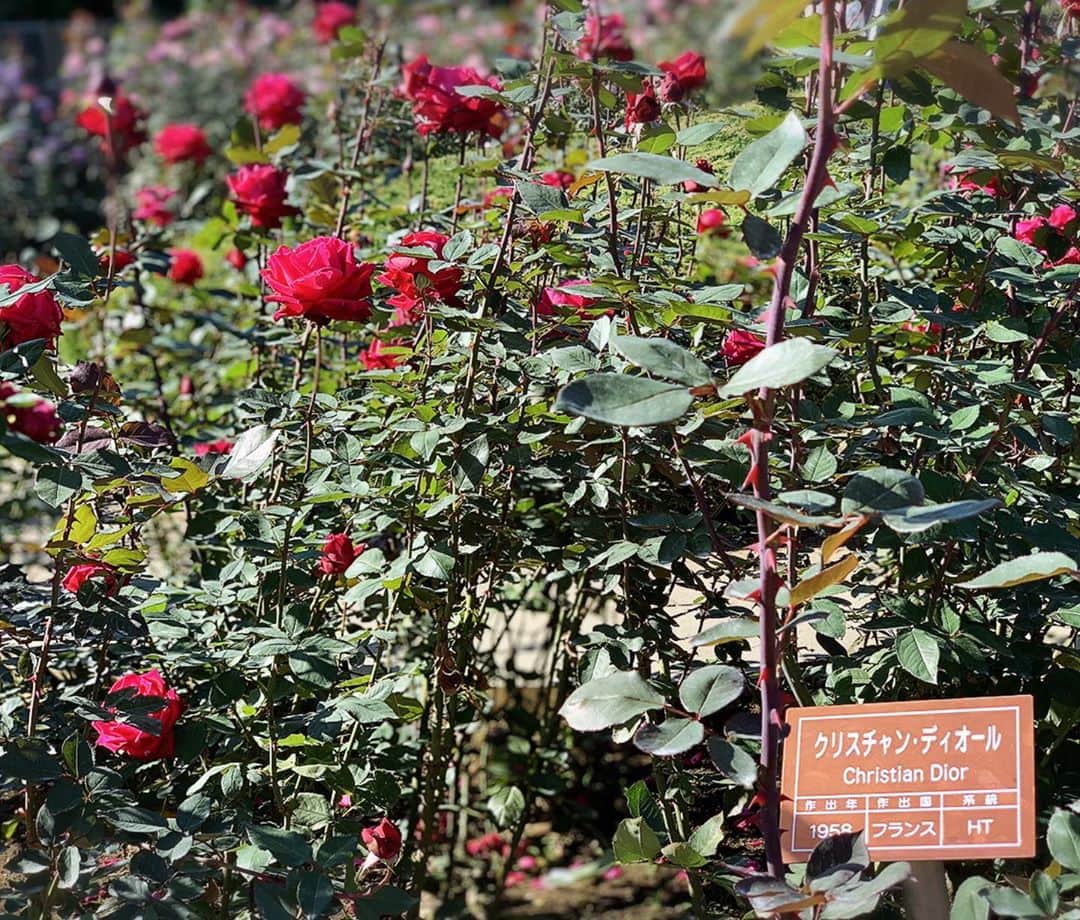 花田浩菜さんのインスタグラム写真 - (花田浩菜Instagram)「圧巻の景色、、🌹🥺 . . 行ってみたかった#秋薔薇 のシーズンに、#神代植物公園 へ。🌿 今週末にまでになってしまいますが、明日31日（土）まで秋薔薇のイベントがやっていたので今月行ってきました✨ . . 圧巻なくらいの薔薇の量！ ぜーんぶ品種が違うので、見ているだけで美しすぎて🥺 薔薇ってそれぞれ名前も素敵ですよね。（🔜スワイプのものは『クリスチャン・ディオール』だって💎✨） 神代植物園は初めて訪れたのですが、敷地が広すぎて！今回半分くらいしか見れなかったから1日ゆっくりまた行きたい💕 もう薔薇の広場の香りに癒されすぎて、数日幸せ😊😊😊 広場も広ーいので、バラを見ながらピクニックされている方やファミリーも多くて週末のお出かけにもぴったりでした😊！ 子供も走り回れて楽しそうだった❤️ 秋薔薇のイベントは明日までみたいなので、是非遊びに行ってみてはいかがでしょうか？❤️ . . ※神代植物公園は原則マスク着用です。撮影時のみ外しております。 . @tamahatsu_official  #たま発 #tamahatsu #多摩の魅力発信プロジェクト #PR #子連れでお出かけ #ママライフ #赤ちゃんのいる生活 #2歳差育児 #2児ママ #男の子ママ #女の子ママ #兄妹ママ #家族でお出かけ #子連れスポット #都内でお出かけ #花のある暮らし #花のある風景 #japan #l4l #happy #happydays」10月30日 12時56分 - hanadahirona