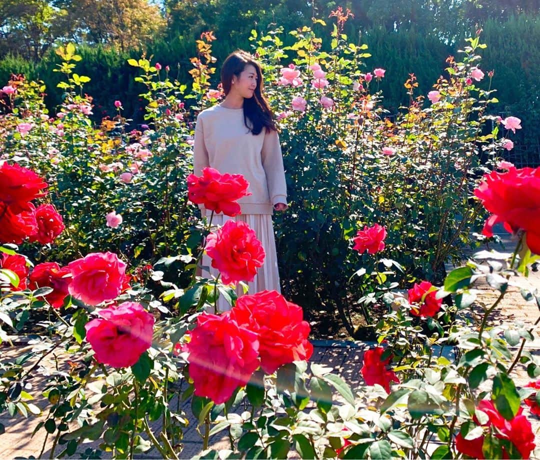 花田浩菜さんのインスタグラム写真 - (花田浩菜Instagram)「圧巻の景色、、🌹🥺 . . 行ってみたかった#秋薔薇 のシーズンに、#神代植物公園 へ。🌿 今週末にまでになってしまいますが、明日31日（土）まで秋薔薇のイベントがやっていたので今月行ってきました✨ . . 圧巻なくらいの薔薇の量！ ぜーんぶ品種が違うので、見ているだけで美しすぎて🥺 薔薇ってそれぞれ名前も素敵ですよね。（🔜スワイプのものは『クリスチャン・ディオール』だって💎✨） 神代植物園は初めて訪れたのですが、敷地が広すぎて！今回半分くらいしか見れなかったから1日ゆっくりまた行きたい💕 もう薔薇の広場の香りに癒されすぎて、数日幸せ😊😊😊 広場も広ーいので、バラを見ながらピクニックされている方やファミリーも多くて週末のお出かけにもぴったりでした😊！ 子供も走り回れて楽しそうだった❤️ 秋薔薇のイベントは明日までみたいなので、是非遊びに行ってみてはいかがでしょうか？❤️ . . ※神代植物公園は原則マスク着用です。撮影時のみ外しております。 . @tamahatsu_official  #たま発 #tamahatsu #多摩の魅力発信プロジェクト #PR #子連れでお出かけ #ママライフ #赤ちゃんのいる生活 #2歳差育児 #2児ママ #男の子ママ #女の子ママ #兄妹ママ #家族でお出かけ #子連れスポット #都内でお出かけ #花のある暮らし #花のある風景 #japan #l4l #happy #happydays」10月30日 12時56分 - hanadahirona