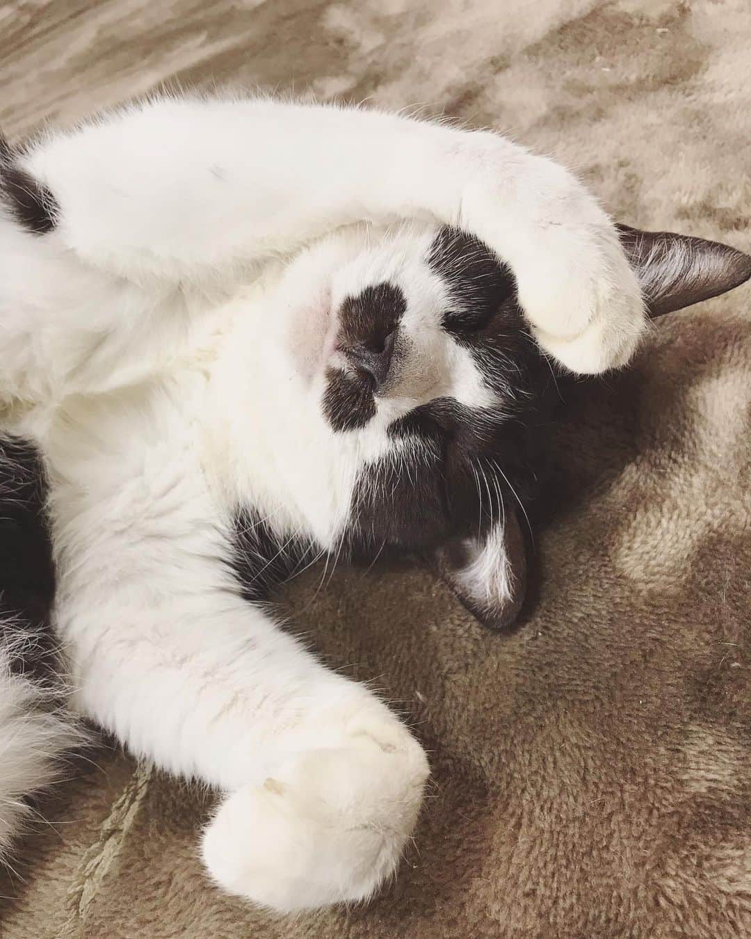 もじゃころのインスタグラム：「かんわいいいいい！！！！！ 優勝！！！！！  #チョッチュ具志コロペッペ」