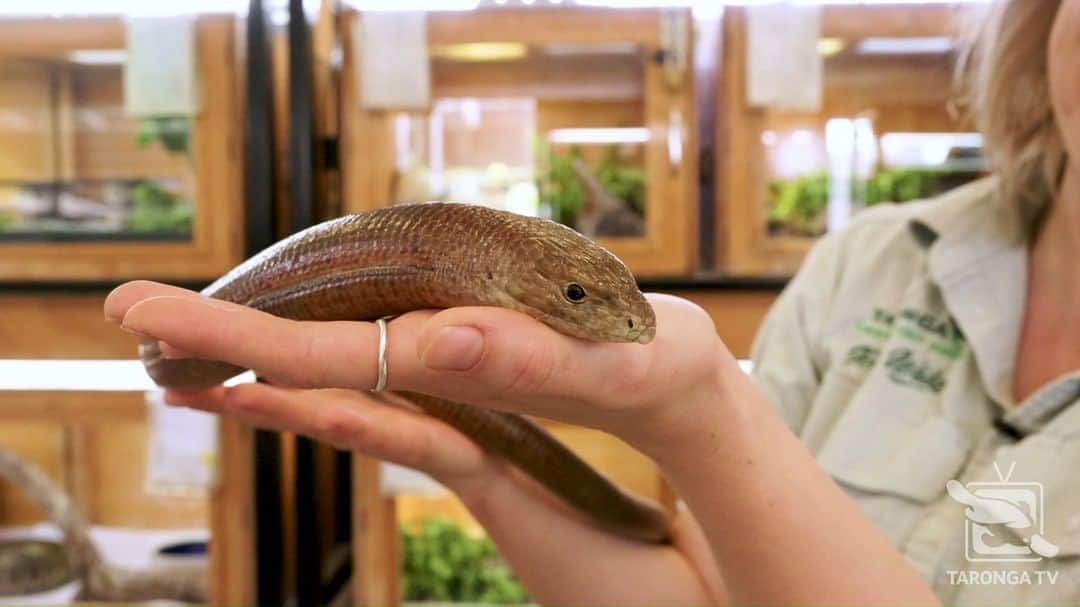 タロンガ動物園のインスタグラム
