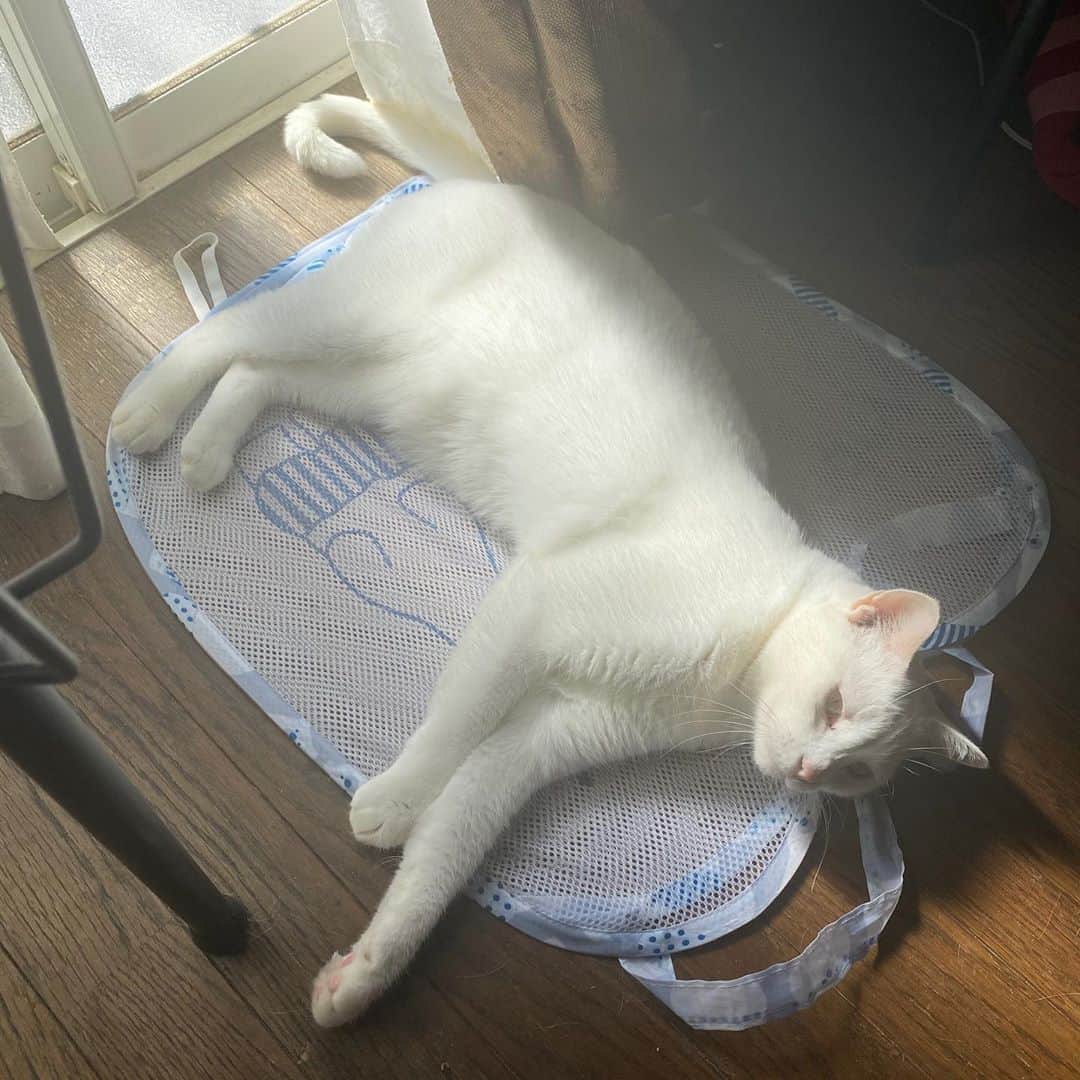 金巻ともこさんのインスタグラム写真 - (金巻ともこInstagram)「洗濯カゴがいつのまにかつぶされてその上でひなたぼっこしてる人がいた  #hakuchai #cat #猫多頭飼い #whitecat #白猫 #catstagram」10月30日 13時34分 - tomotomoco