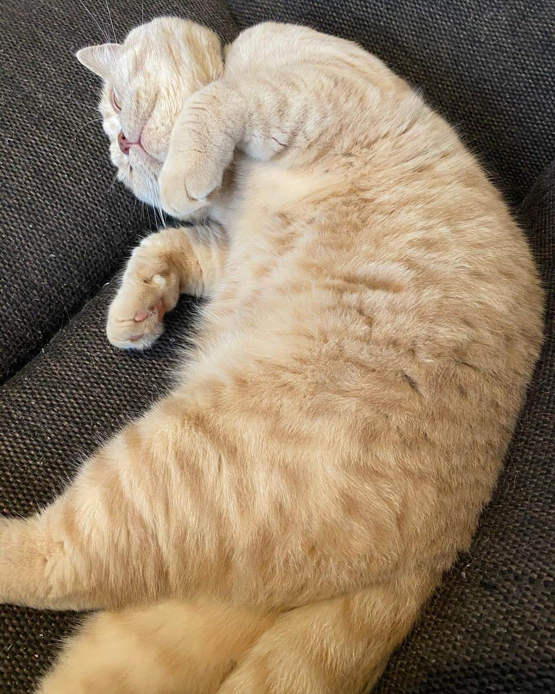赤西涼のインスタグラム：「振り起こししてる横でごろーん🐱 来週の渋谷さんではmany-sidedとアクア涼厶やります💃 もしかしたら途中で変わるかもだけど、今のところ10日間これで行く予定です🙌」