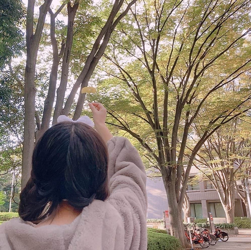 Dorothy Little Happyのインスタグラム：「・ イチョウの葉🍂 ・ ・ 『2枚目』自分目線 ・ ・ イチョウの花言葉は長寿🧚 ・ ・ #花言葉  #イチョウ並木  #齋藤きらら」