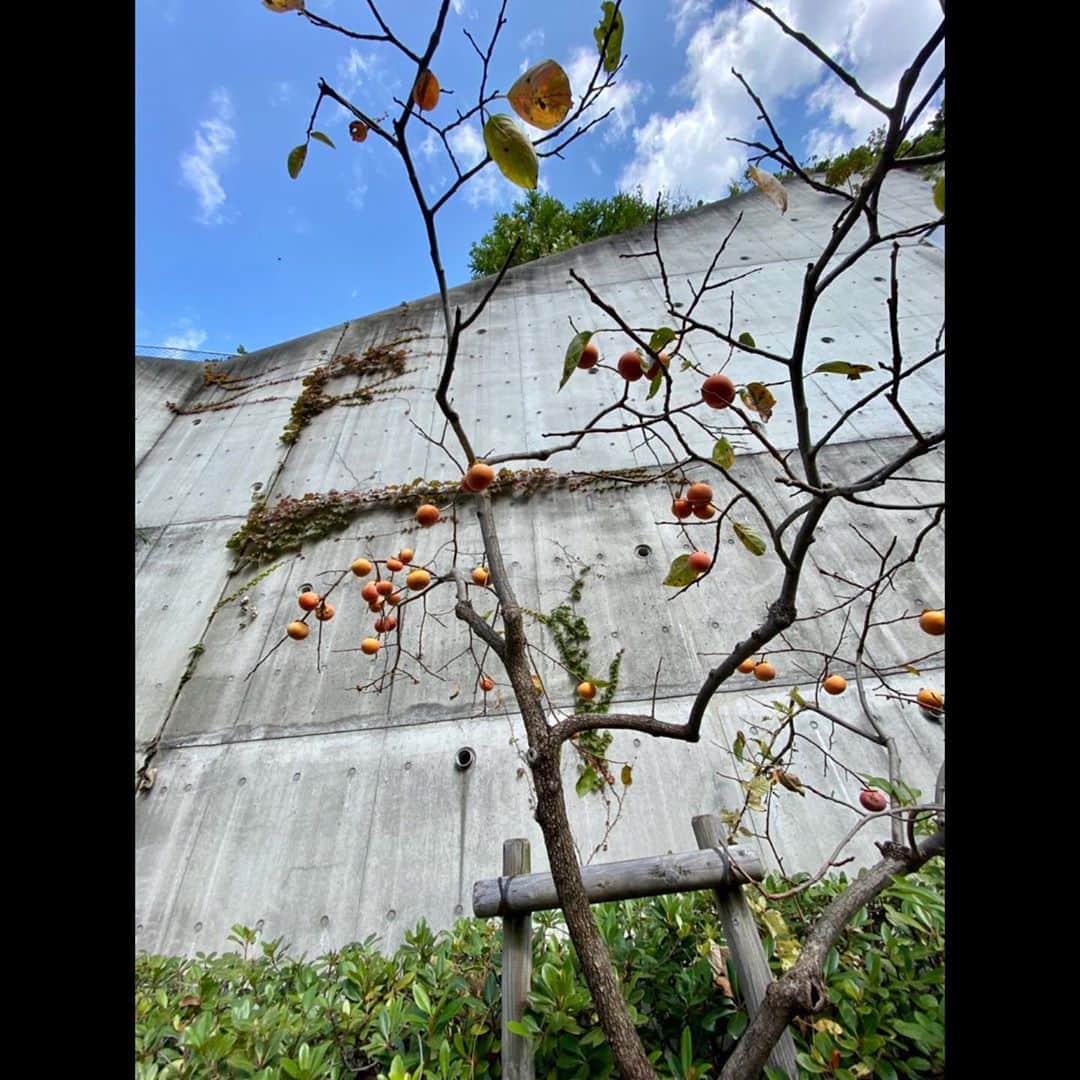 木村拓哉さんのインスタグラム写真 - (木村拓哉Instagram)「﻿ ﻿ 「立派な「秋」を見つけました！﻿ もうこんな季節なんだなぁ〜って、つくづく思います。﻿ 時間の流れが早いですが、しっかり1日1日を過ごして行きたいですね！」﻿ ﻿ STAY SAFE‼︎﻿ ﻿ 拓哉﻿ #木村拓哉#TakuyaKimura」10月30日 14時16分 - takuya.kimura_tak