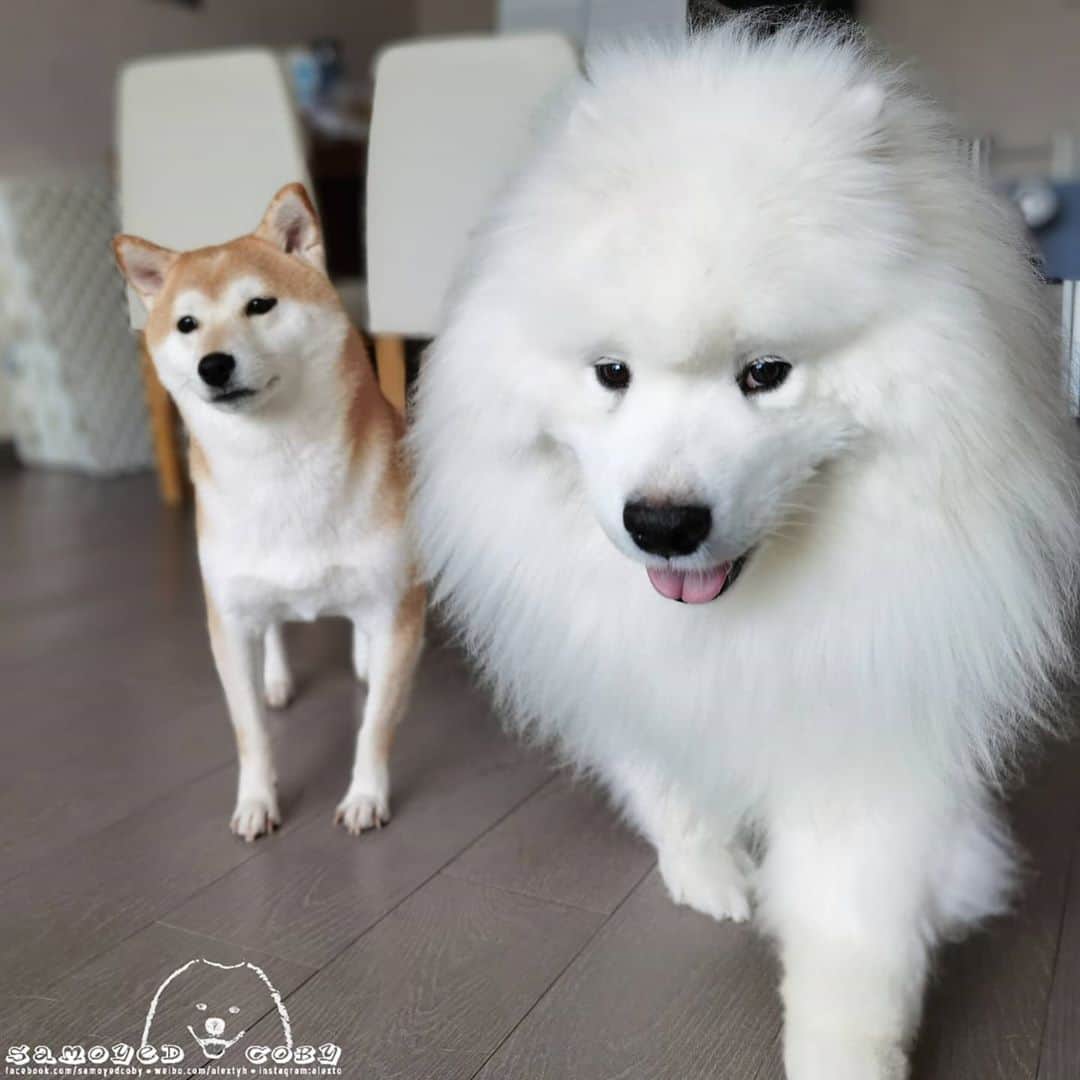 Alex Toのインスタグラム：「😉😉😉 #cute #dog #doglover #dogsofinstagram #dogoftheday #dogofthedayjp #dogstagram #fluffy #hkig #hongkong #ilovemydog #instadog #instagood #instamood #instagraphy #shibainu #samoyedoninstagram #pet #petlovers #petsofinstagram #petstagram #photooftheday #puppy #pupsofinstagram #samoyed #samoyedsofinstagram #webstagram #犬 #サモエド」