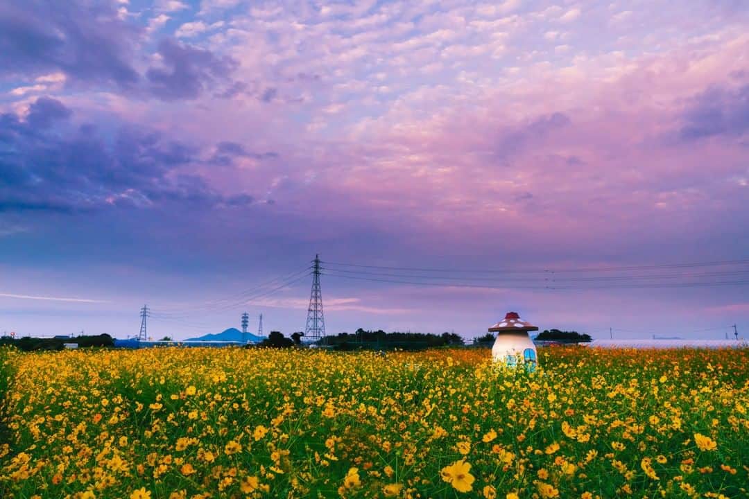 関西電力株式会社さんのインスタグラム写真 - (関西電力株式会社Instagram)「＼メルヘンチックなコスモス畑💐／ 今回ご紹介するのは、滋賀県守山市新庄町のコスモス園の風景😊 ピンク色に染まった空と黄色い花畑、そして可愛らしいきのこのオブジェがアクセントとなっている、どこかメルヘンチックな秋の風景をお届けします🍄✨ . ※写真は過去に撮影したものです(例年の見頃は10月頃です) --------------- 《投稿をご覧の皆さまへ》 関西電力Instagramでは、関西地方の灯、あたたかみのある風景のお届けを通して、皆さまの心に灯りがともるような癒しをお届けしてまいります。 外出の際は引き続き感染予防の徹底を心がけましょう。 --------------- . #秋桜 #コスモス #はなまっぷ #マジックアワー  #花のある風景 #季節の花 #コスモス畑 #秋の花  #キバナコスモス #秋の空 #秋の風景 #滋賀 #しがトコ #守山市 #新庄町コスモス園 #守山市 #新庄町コスモス園 #loves_united_japan #ダレカニミセタイケシキ #灯 #ptk_japan #絶景delic #日本の絶景 #絶景辞典 #貴重な体験 #景色最高 #tripgramjp  #あえてシェア　#お写んぽ #インスタスポット」10月30日 15時00分 - kanden.jp