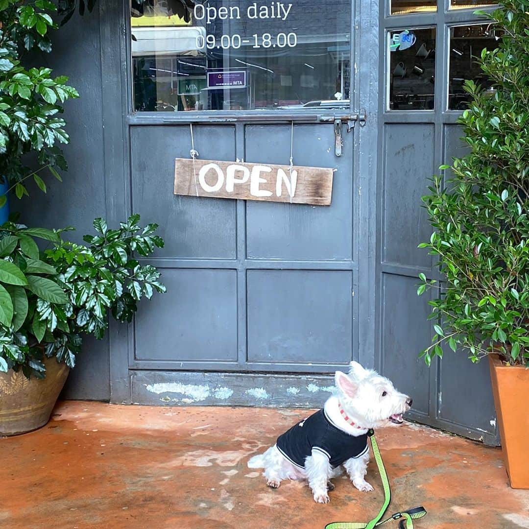 Hoykong&Plamuekさんのインスタグラム写真 - (Hoykong&PlamuekInstagram)「Let’s go! Stop by the cafe in the neighborhood 😘 พาหมึกออกเที่ยวใกล้ๆบ้านบ้าง #plamuek_westies #hkpm」10月30日 15時04分 - hoykongplamuek