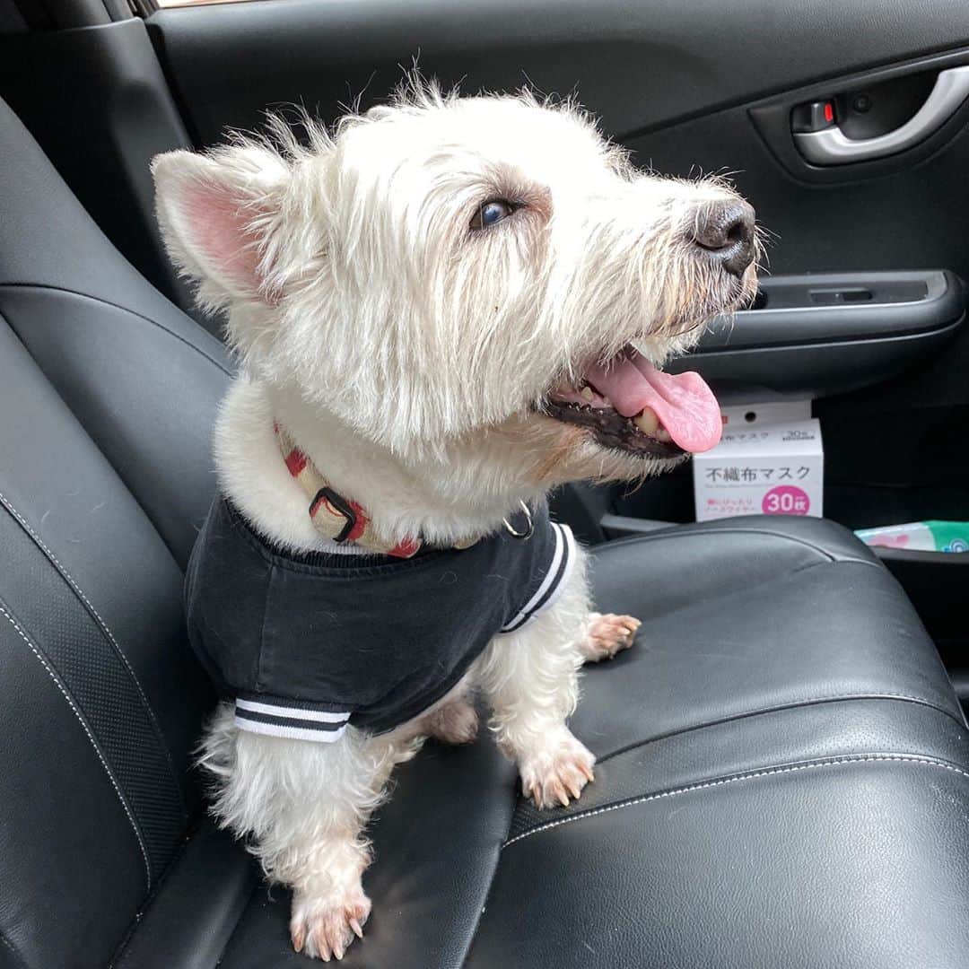 Hoykong&Plamuekのインスタグラム：「Let’s go! Stop by the cafe in the neighborhood 😘 พาหมึกออกเที่ยวใกล้ๆบ้านบ้าง #plamuek_westies #hkpm」