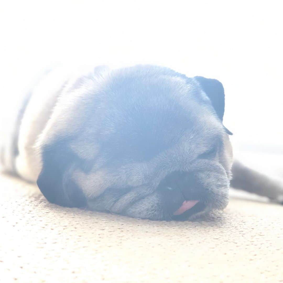 八兵衛のインスタグラム：「nap time🐶 Oct28,2020 * * *  #ほぼ黒パグ #おじいちゃん犬 #pug #puggy #puglife #puglove #petstagram #pugstagram #pugsofinstagram #pugs #dog #ふわもこ部  @igersjp #IGersJP #east_dog_japan #pecoイヌ部 #八兵衛 #はちべえ #sippoストーリー」