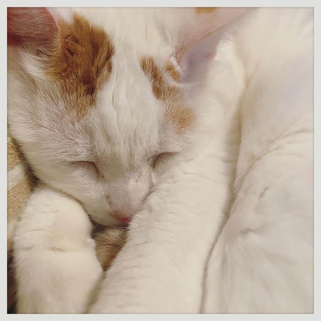 kumikoのインスタグラム：「最近のもちの寝姿はこんな感じ💤 お腹に手を突っ込むと暖かくて気持ちいい〜すぐ怒るけど（笑）」