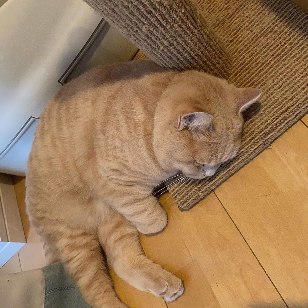 赤西涼のインスタグラム：「その後爆睡😽💕」