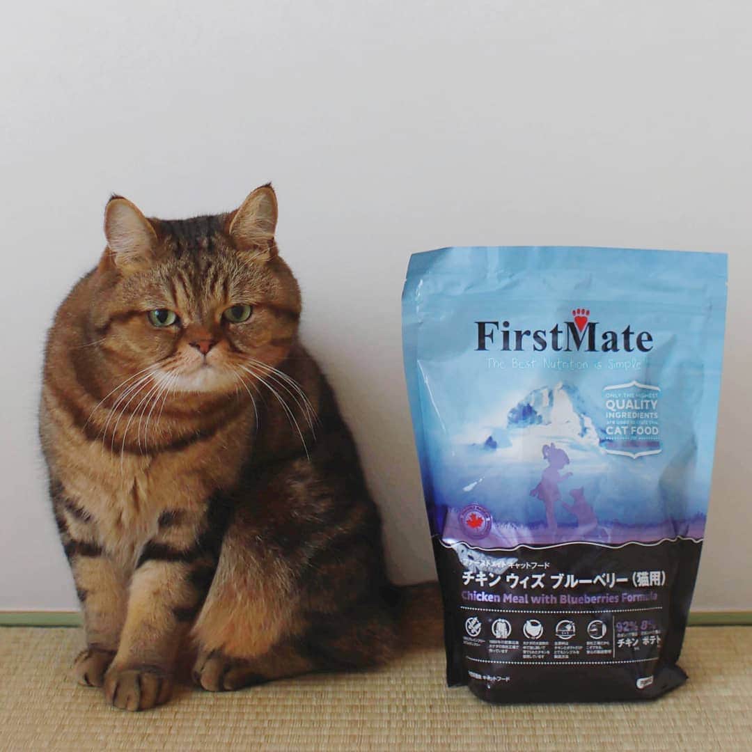 寅次郎（とらちゃん）さんのインスタグラム写真 - (寅次郎（とらちゃん）Instagram)「☆ New food . 新しいフードをお試しさせて頂きますにゃん。 . グレインフリー＆グルテンフリーのプレミアムフード『ファーストメイト』 . 余計な物が入ってないフードでアレルギーに悩みのある猫ちゃんにも良いみたいです。 これから食べるの楽しみにゃ🐱 . @firstmate_japan #ファーストメイト公式アンバサダー #ストレスフリーペットフード . . #cat #cute #meow #貓 #ねこ #エキゾチックショートヘア #無敵の親バカ同盟 #猫のいる暮らし #にゃんすたぐらむ #ペコねこ部 #ねことの暮らし #ペットフード #PR」10月30日 15時49分 - torachanthecat