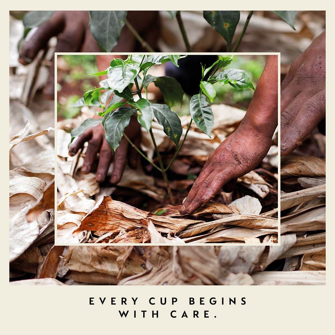 Nespressoさんのインスタグラム写真 - (NespressoInstagram)「Do you remember in 2017 when hurricanes Maria and Irma devastated Puerto Rico? You may not know it, but they also destroyed more than 80% of the island’s coffee harvest and trees. In order to bring that coffee back to life, we had to begin with two foundational elements of any support effort: community and care.   We were honoured  to work alongside a team of dedicated and knowledgeable organisations to help Puerto Rican farmers replant their land, reclaim their futures and rebuild their futures. This is the beauty we are encountering with each of our Reviving Origins coffees—that after devastation comes restoration through the power of community and care.  #Nespresso #WeCare #DoingIsEverything」10月30日 22時00分 - nespresso