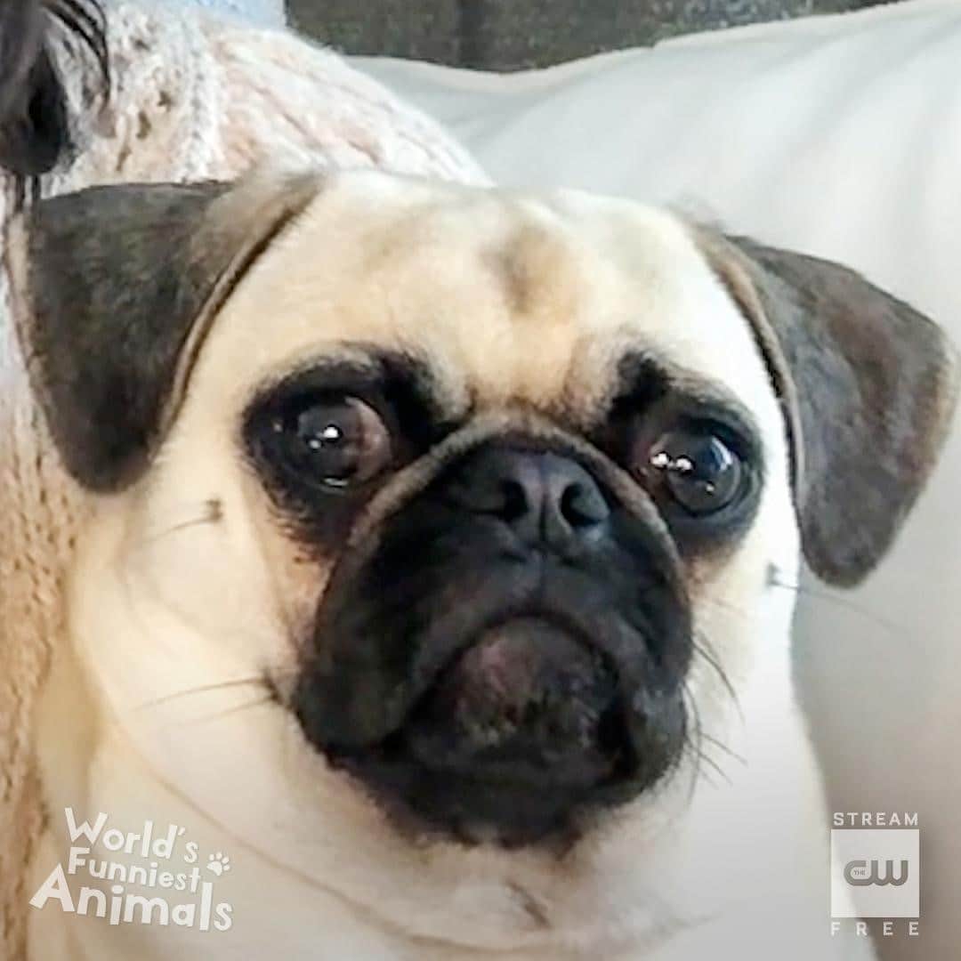 The CWさんのインスタグラム写真 - (The CWInstagram)「Don't be alarmed. A new #WorldsFunniestAnimals airs tonight at 9/8c! Stream tomorrow free only on The CW.」10月30日 22時01分 - thecw