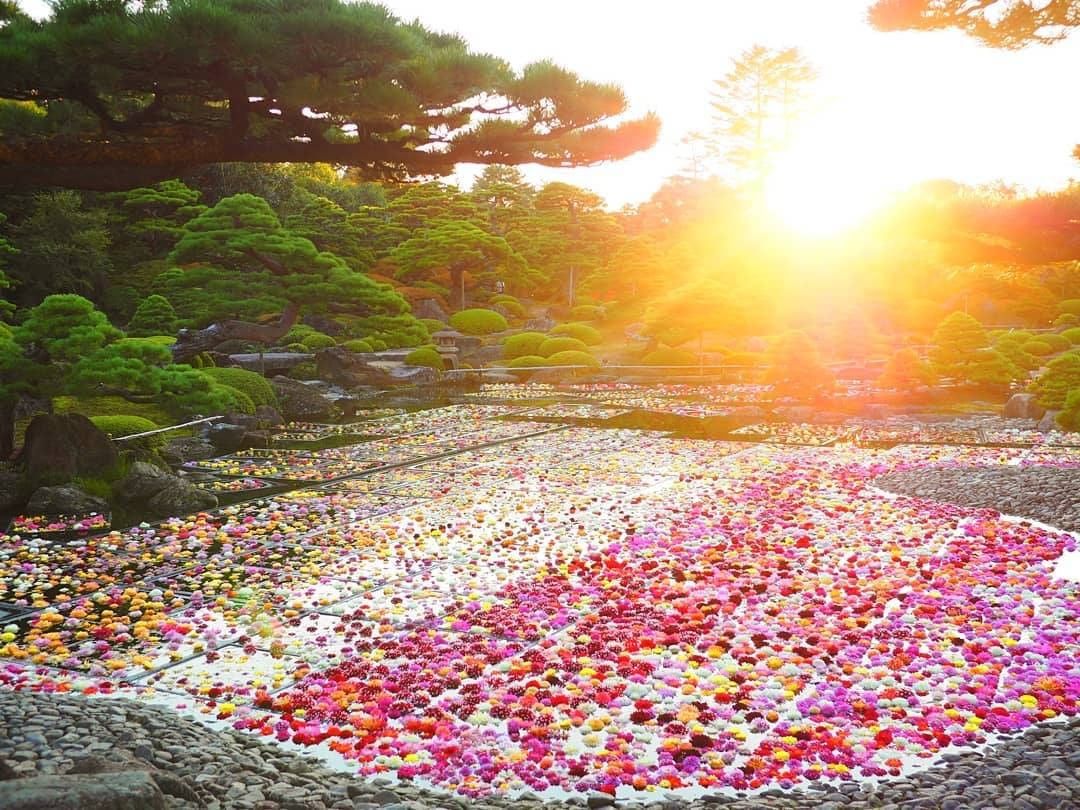 botanist officialさんのインスタグラム写真 - (botanist officialInstagram)「​#絶景ボタニカル 🌷 山陰最大級の池泉回遊式日本庭園 #由志園 に「10万輪のダリア」が広がっています。​ ⠀⠀ #ダリア は花の形が牡丹に似ているため、和名では「天竺牡丹」💡​ 島根県松江市にある牡丹で有名な由志園が、昨年から秋のイベントとして開催。 11/3（火）までの期間限定で、日本一の牡丹産地：松江市大根島と、日本一のダリア産地：宝塚市上佐曽利がコラボレーション。 この季節でしか味わえない光景を楽しむことができます。​ ⠀⠀ 静かな庭園の池一面に美しく浮かぶダリアのじゅうたん。日々の喧騒を忘れて、まるで夢の中にいるような気持ちに✨​ ⠀⠀ 10/31（土）、11/1（日）、11/3（火）は、夜間ライトアップも開催し、夜からは幻想的で妖艶な庭園へ♪ 写真からも伝わる日本の美に心を癒して、非日常なひと時を。​  📍：由志園​ 📸：@ai.love.photo ⠀⠀ #BOTANIST #ボタニスト #botanisttokyo #ボタニストトウキョウ #botanicalbeauty​ ⠀⠀ 🗼@botanist_tokyo​ 🌍@botanist_global​ 🇨🇳@botanist_chinese​」10月30日 17時15分 - botanist_official