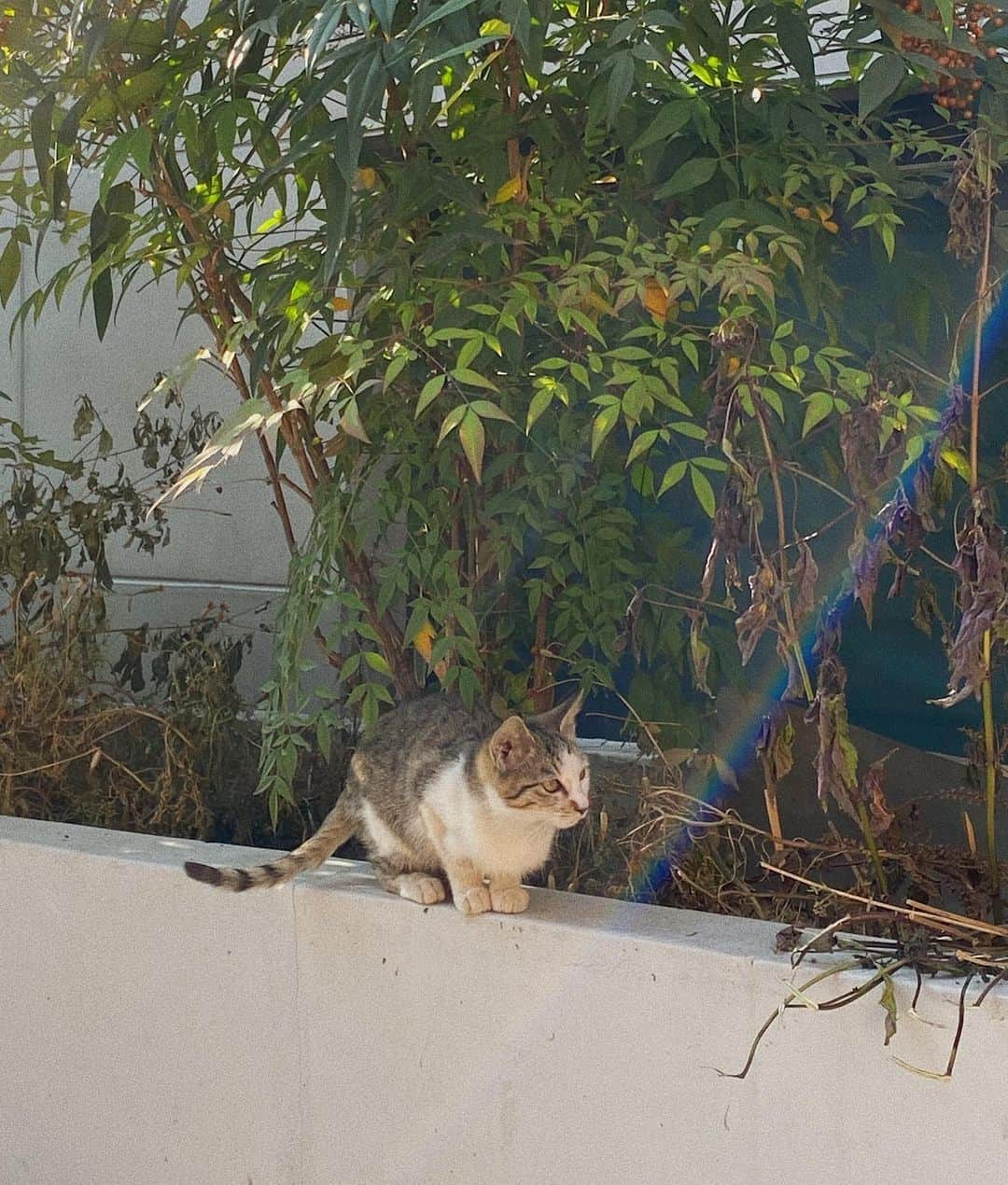 スアさんのインスタグラム写真 - (スアInstagram)「신기하게 사진 찍는 곳 마다 냥이와 함께였던 하루 🐾 귀여운 냥냥이들 ( 사실 조금 무서워서 같이 찍는건 실패 ) 😳」10月30日 17時20分 - midoricoo