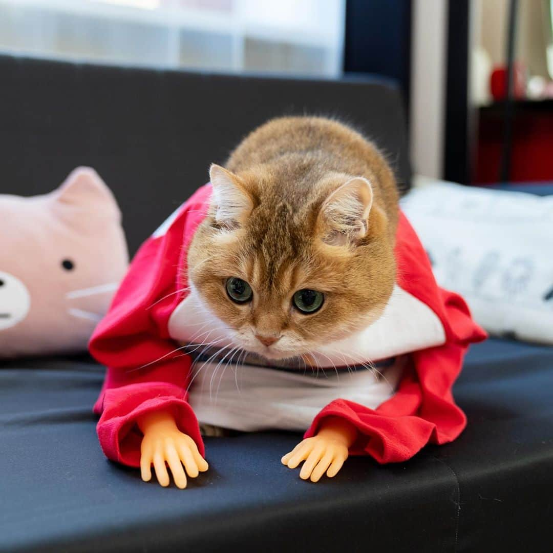 Hosicoさんのインスタグラム写真 - (HosicoInstagram)「They sewed my hands on! 🤲」10月30日 17時34分 - hosico_cat