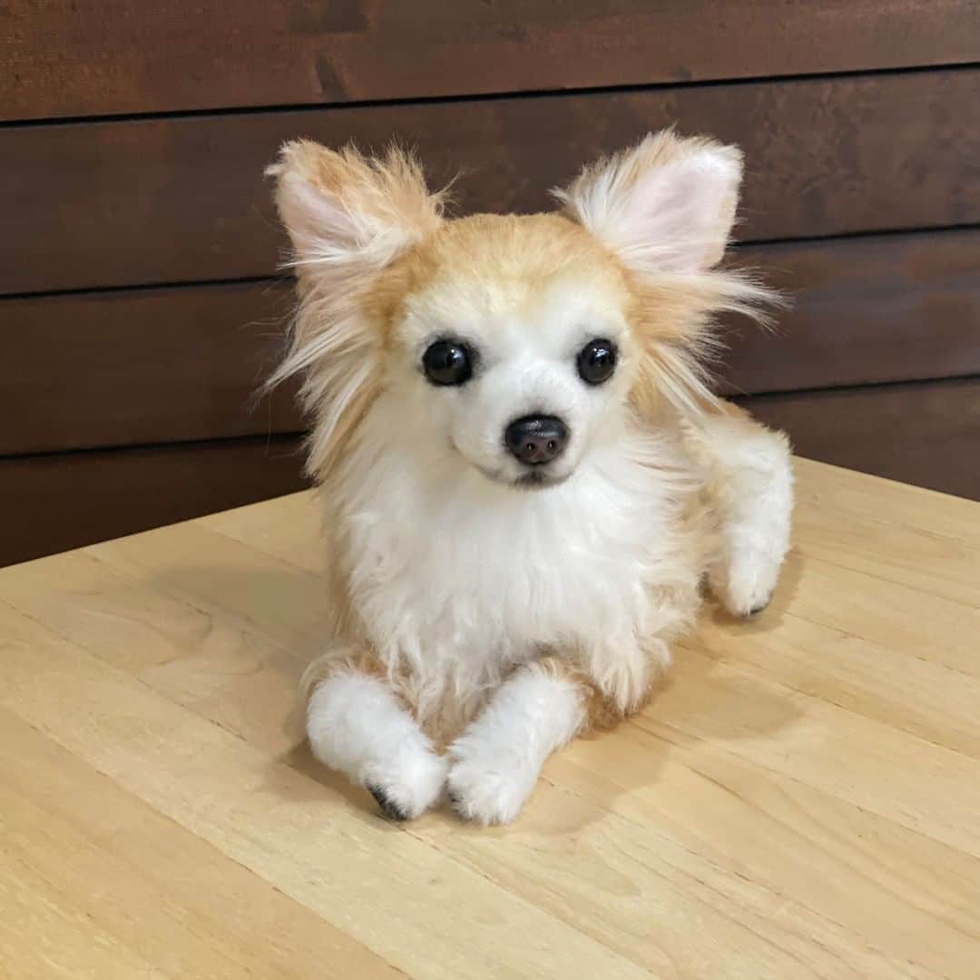 PECO Hugのインスタグラム：「本日は #チワワ のゆうたくんぬいぐるみをご紹介🐶✨ 伏せ姿を表現しました！ . . 【オーダーメイドぬいぐるみPECO Hug】 @pecohug_official https://www.pecohug.co.jp/  #pecohug #ペコハグ #オーダーメイドぬいぐるみ #犬 #dog #ぬいぐるみ #ぬいどり #愛犬 #ペット」