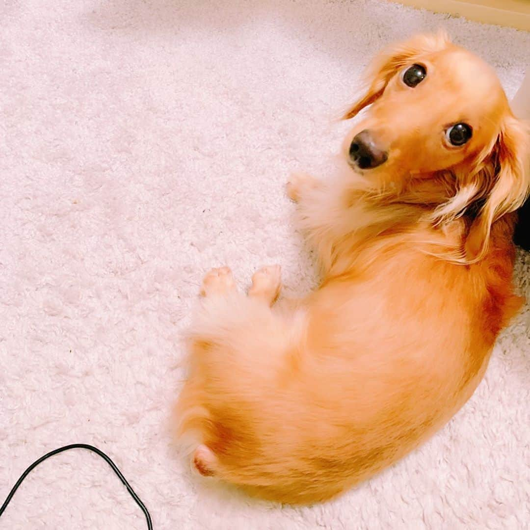 ゆうたむさんのインスタグラム写真 - (ゆうたむInstagram)「🐶🐶🐶 . . . . . えーん😖な日 . . . 大丈夫？元気出して🥺 って顔にも見えるし、 おやつまだ？🥺 って顔にも見える . . . . #ミニチュアダックスフンド  #ゆうたむの犬🐶  #癒し系  #ふりむき美人  #ふり返り美人 #飼い主 #体育座り  #ちーん」10月30日 17時36分 - yuutamu_non