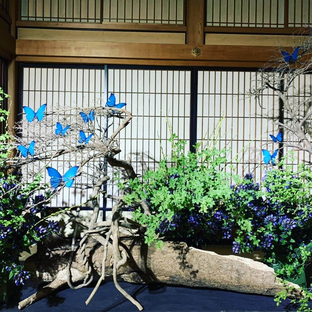 假屋崎省吾さんのインスタグラム写真 - (假屋崎省吾Instagram)「日光東照宮美術館個展 11/23㈪まで連日開催中！ #フォトジェニック #假屋崎省吾の世界展 #花好き #日光東照宮 #紅葉狩り #旅行 #假屋崎省吾 #芸術の秋 #秋 #トラベル」10月30日 17時38分 - shogo_kariyazaki_official