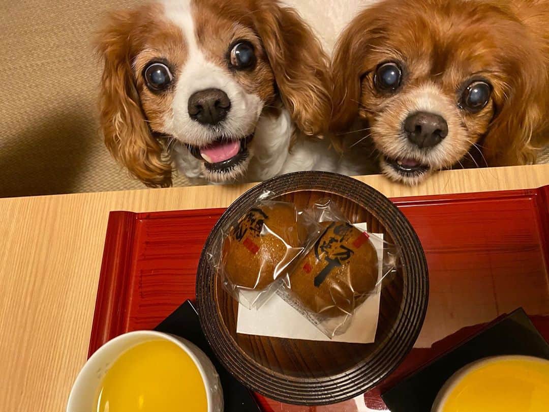 長谷川朋美さんのインスタグラム写真 - (長谷川朋美Instagram)「・ 今年の誕生日当日は、﻿4ワンを連れて初めて﻿ #レジーナリゾート に行ってきました✨﻿ ﻿ レジーナリゾートはわんこと泊まれる﻿ ラグジュアリー系のお宿がたくさんあります!﻿ ﻿ 今回は私の#方位 の関係でw﻿ #伊豆高原 の#レジーナリゾート伊豆無鄰  に行ってきました💕﻿ ﻿ 離れのお部屋には#露天風呂 の温泉と﻿ #檜 の内風呂、私たちの部屋専用の﻿ #ドッグラン も付いていて﻿ かなりプライベート感が味わえました♨️﻿ ﻿ 夜ご飯も朝ご飯も個室で、﻿ もちろんワンコも同席OK🙆‍♀️﻿  しかもワンコ用メニューも充実していて 人間用のご飯も犬連れの宿だから 全く期待してなかったのですが、 高級料亭ばりにめちゃくちゃ美味しかったです😂❤️ ﻿ 愛犬家には本当に至れり尽くせりです。﻿ ﻿ 15歳になるプリなんて﻿ 「お若くてらっしゃいますね！」﻿ なんて言葉もかけていただき﻿ 犬に対するホスピタリティも半端ない😂﻿ ﻿ 年々、誕生日に欲しいものなんて何もなくて、﻿ こうした大切な家族との思い出が﻿ 一番の宝物です。﻿ ﻿ ちなみに、#gototravel の#地域共通クーポン で﻿ 夜はエステもしてもらいました🥰﻿  ※彼の浴衣が短いのはご愛嬌w 身長がかなり高いので（私はかなりチビ） どの浴衣着てもこうなります😂 ﻿ #誕生日 #birthday #バースデー旅行 #dogslover #愛犬家 #ペットは家族 #family #伊豆 #izu」10月30日 17時39分 - hasegawa.elena.tomomi
